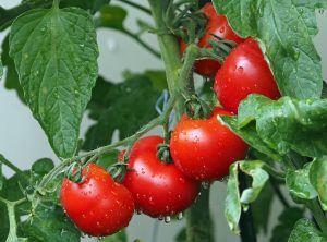 Tomatplante er nemme at dyrke