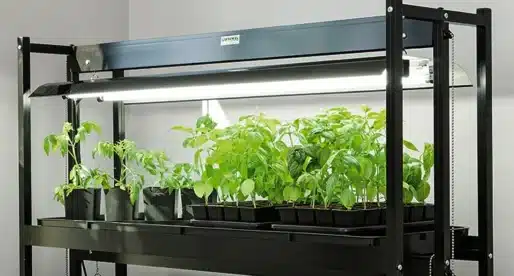 Alt du behøver at vide om brugen af grolys til dine planter: En FAQ
