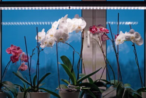 LED Grolys til orkider